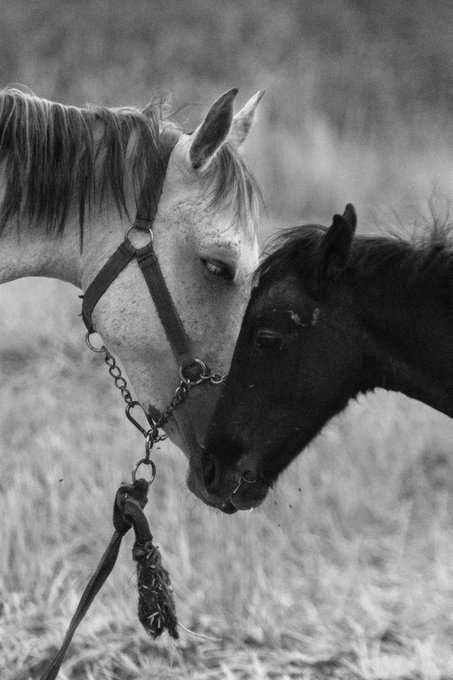 A black and white photograph of two horses, one light-colored and one dark, nuzzling each other affectionately in a field.