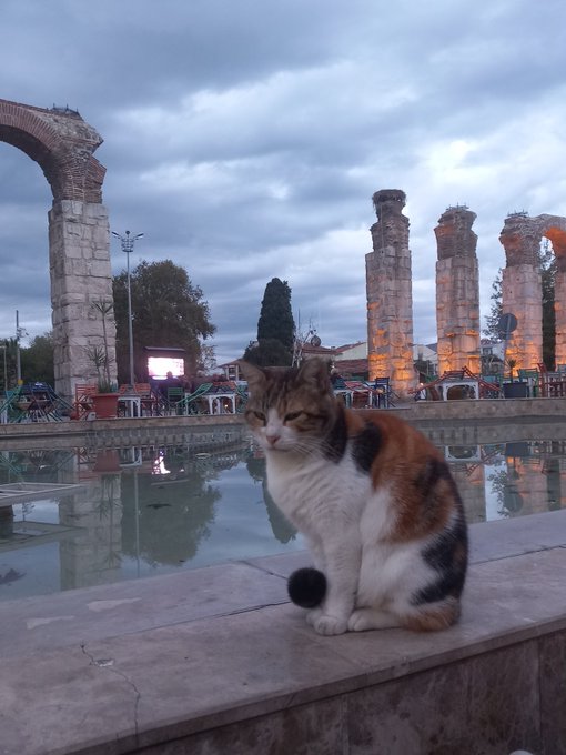A calico cat sits on a stone ledge in front of ancient stone columns and a reflective pool at dusk, fitting the "#bobacatDay 1302" daily cat photo tradition.