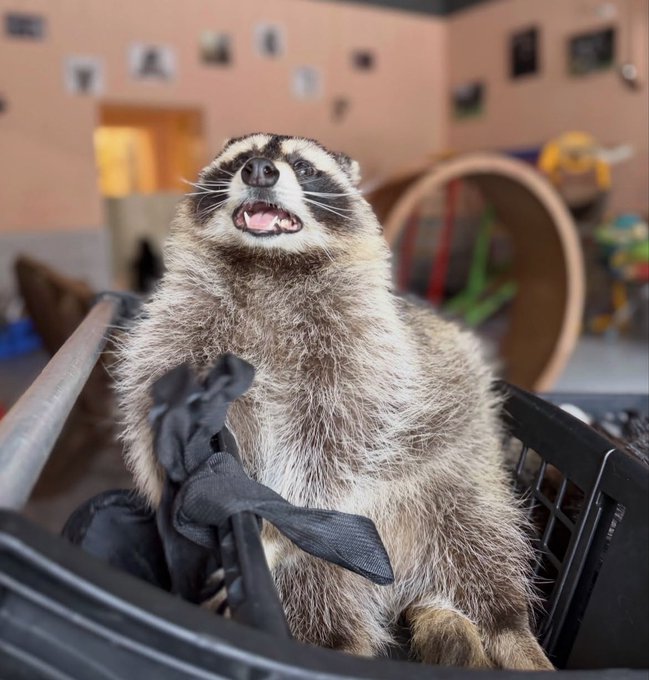 A raccoon standing upright in a crate with its mouth open, appearing to be vocalizing, with blurred room background containing photos and toys.