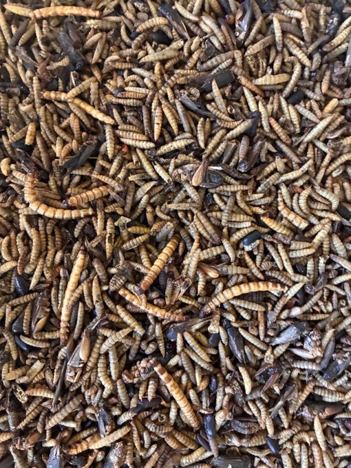 A dense pile of dried mealworms mixed with what appears to be dead flies, commonly used as reptile or bird feed.
