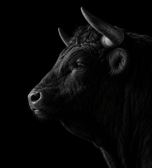 A striking black-and-white profile portrait of a bull emerging from darkness, its horn, eye, and fur highlighted in dramatic detail against the pitch-black background. The image visually echoes the user's playful request to BinanceUS, portraying the bull in literal black tones rather than the traditional charging red bull motif.