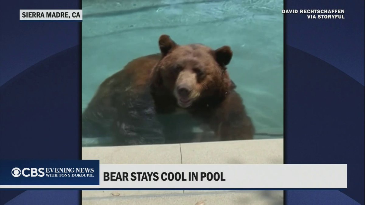 A brown bear lounges in a backyard pool in Sierra Madre, CA, looking directly at the camera with a relaxed expression, as featured on CBS Evening News with the headline "BEAR STAYS COOL IN POOL." The image of the bear enjoying a swim while looking unbothered fits the "bobo coded" caption, suggesting a carefree, lazy, or effortlessly cool vibe often associated with the term.