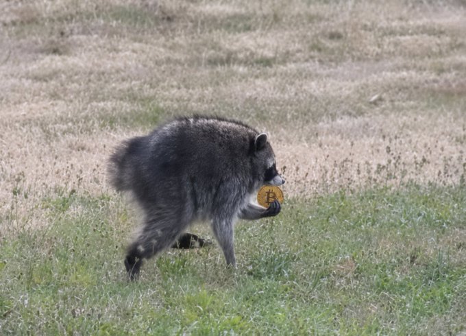 A raccoon walking through a grassy field holds a gold Bitcoin coin in its paws, humorously personifying "Satoshi" as the masked creature that "found" the cryptocurrency in the wild.
