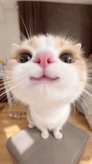 A close-up shot of an adorable white and orange cat with large, curious eyes and a pink nose, looking directly at the camera from what appears to be a small platform. The cat's wide-eyed, almost "smiling" expression captures the cheerful, friendly vibe of the "Gm Everyone" morning greeting, inviting the community to start their day with positive energy alongside @CNPYNetwork.