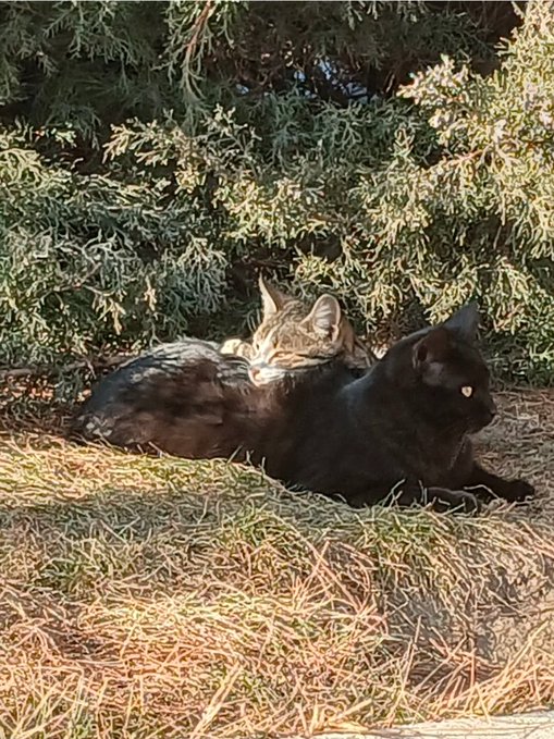 Two cats, one tabby and one black, lounge together on a bed of dry pine needles in front of green juniper bushes.