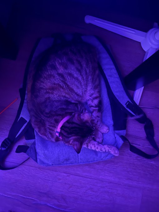 A tabby cat with a pink collar curls up asleep inside a gray bag under purple lighting.