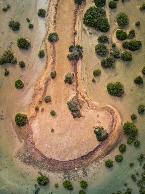 An aerial view of a sandy coastal landscape or tidal flat featuring a distinctive hook-shaped sandbar surrounded by shallow water and scattered green bushes.