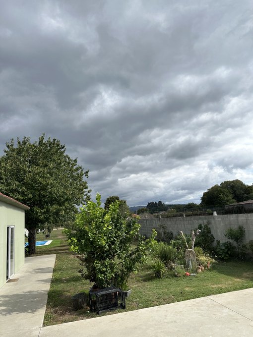 A backyard garden scene under a cloudy, overcast sky, featuring a large tree, shrubs, a swimming pool in the distance, and a stone wall bordering the property.