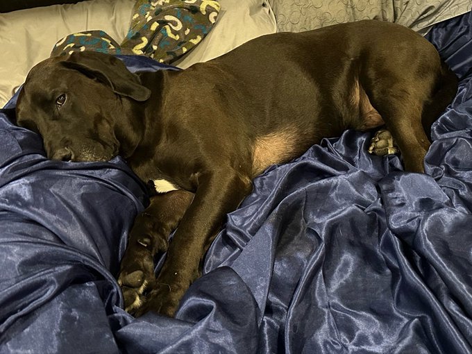 A chocolate Labrador Retriever stretches out on a navy blue velvet comforter, looking sleepy. The image humorously illustrates the post's mention of $DOGE ("$DOG"), playing on the canine theme as the author advises sticking with blue-chip crypto like Bitcoin and referencing "DOG" in the ticker.