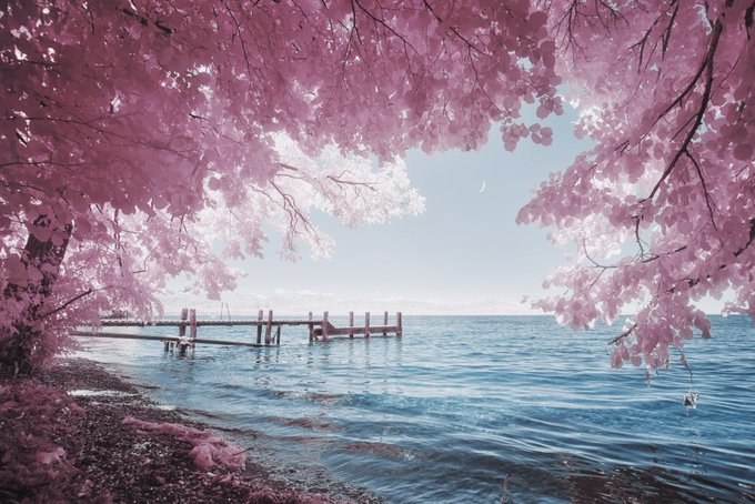 A serene, dreamlike image framed by pink cherry blossoms, showing a wooden pier extending into calm water under a pale sky with a small crescent moon.