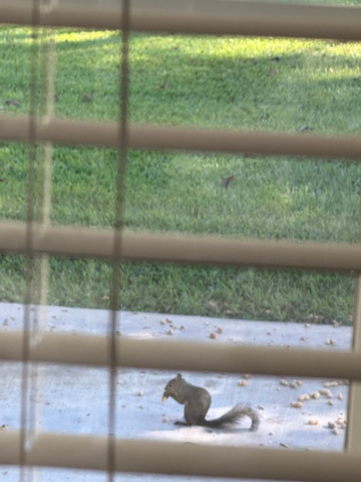 A squirrel on a patio behind window blinds, hoarding scattered peanuts, perfectly illustrating the "Peanut hogs" caption.