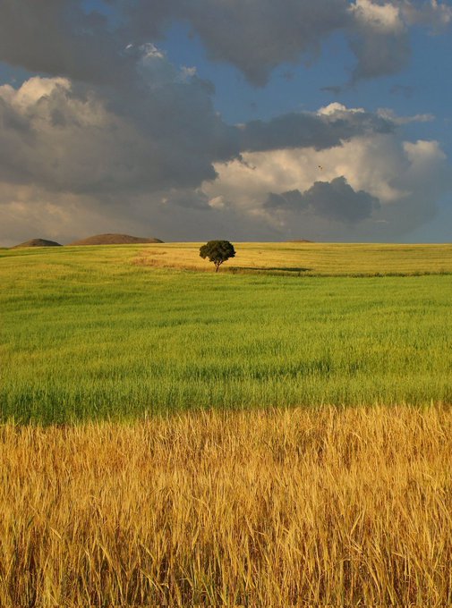 A landscape photograph showing a solitary tree in a vast field with golden wheat in the foreground and green grass behind, set under a blue sky with large, dark clouds.