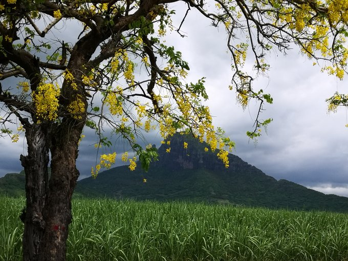 A blooming yellow-flowered tree frames a lush sugarcane field with a dramatic cloud-covered mountain in the background, capturing the vibrant natural beauty of Mauritius.