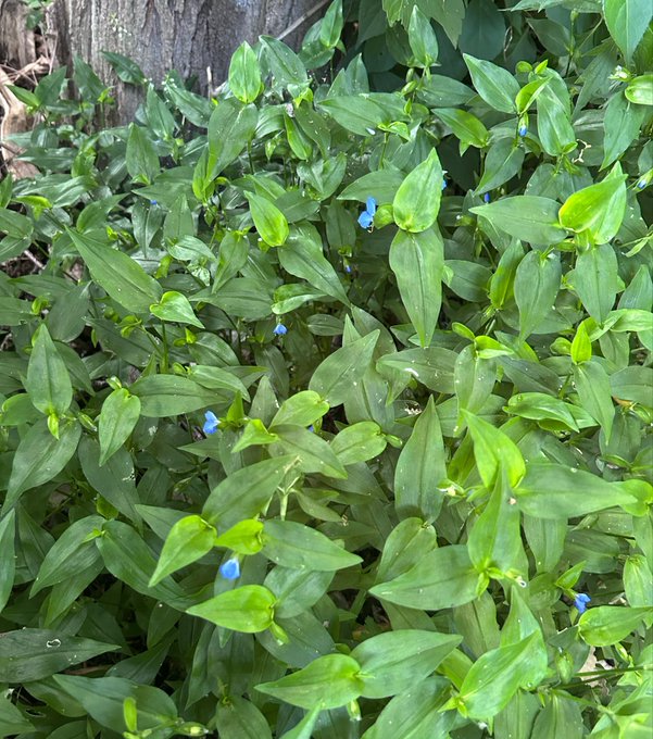 A photograph of green leafy plants with small blue flowers growing near a wooden post.