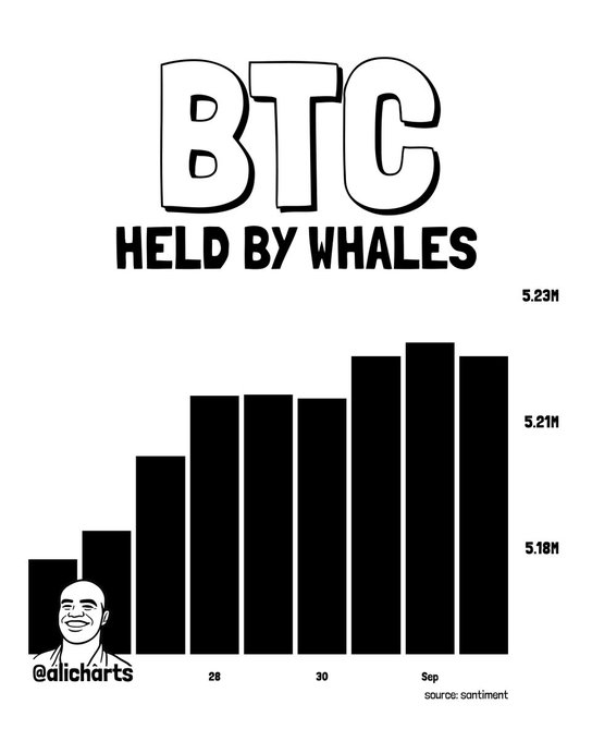 The chart shows that Bitcoin held by whales has steadily increased from approximately 5.18M BTC to 5.23M BTC between late August and early September 2024, illustrating the ~6,765 BTC ($521M) accumulation by whales during Bitcoin's 5.82% price pullback from $81,474 to $76,732. Data sourced from Santiment and shared by @alicharts.