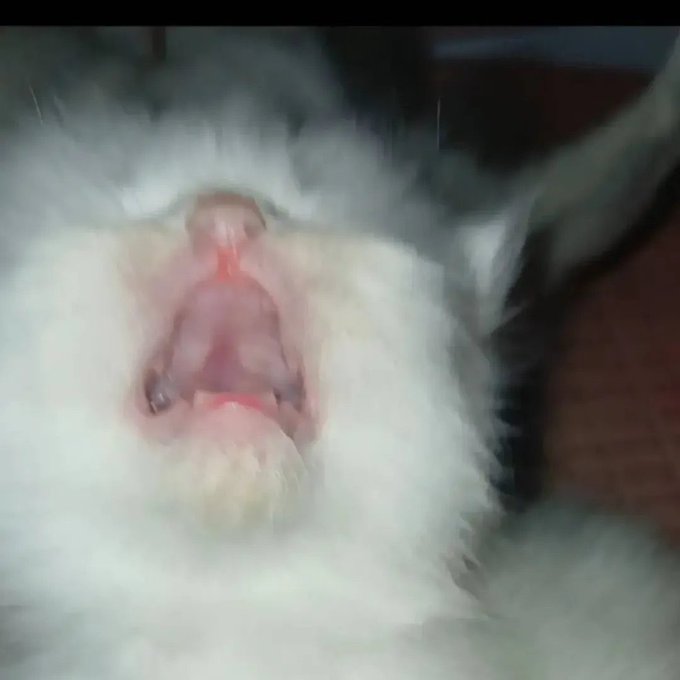A blurry close-up of a fluffy white cat with its mouth wide open mid-meow, looking upward. The caption humorously frames the cat's vocalization as excitement about buying more memecoins, pairing the "meow" reaction image with crypto trading enthusiasm.
