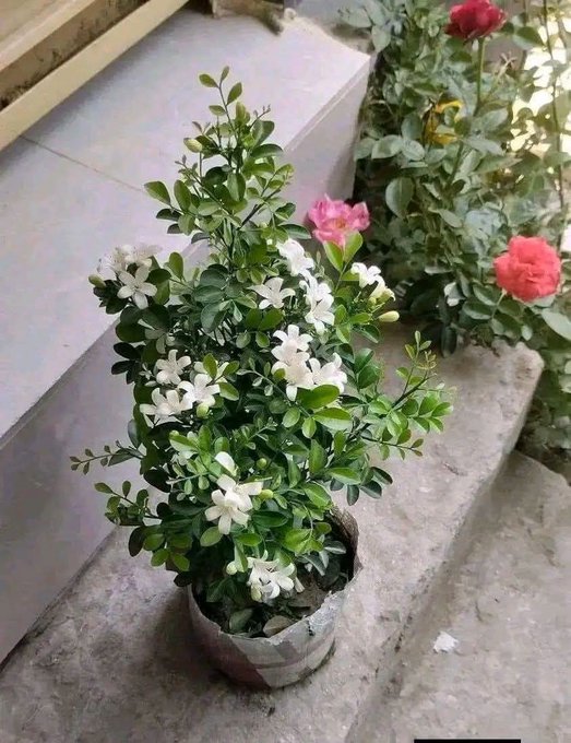 A potted plant with small white and pink flowers and green leaves sits on a tiled floor next to rose bushes.