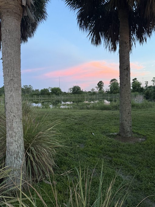 A scenic view of a wetland area at sunset, framed by palm tree trunks, with pink-tinged clouds in the sky above green grass and water.