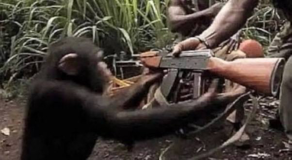 A young chimpanzee grips a rifle alongside an adult in a jungle setting. The image humorously satirizes the post about the "Grok Bot" by suggesting the AI has become so capable it can even handle firearms like a trained animal.