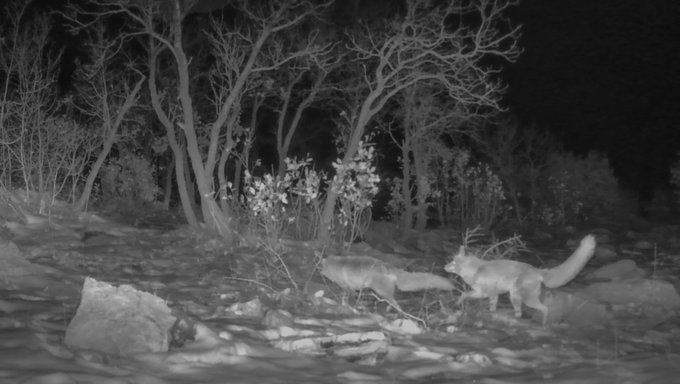 A black-and-white night vision trail camera photo capturing a fox walking past some trees and rocks in a dark woodland setting.