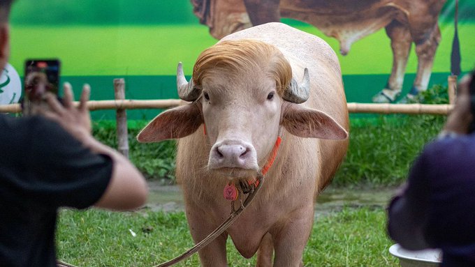 The image features a man taking a picture of an animal, specifically a cow with horns, which appears to be wearing a collar. The cow has orange tags around its neck. There are two people present in the scene - one person is standing next to the cow and another person is taking a photo using their cell phone. The background includes a green wall or poster that adds color to the image.