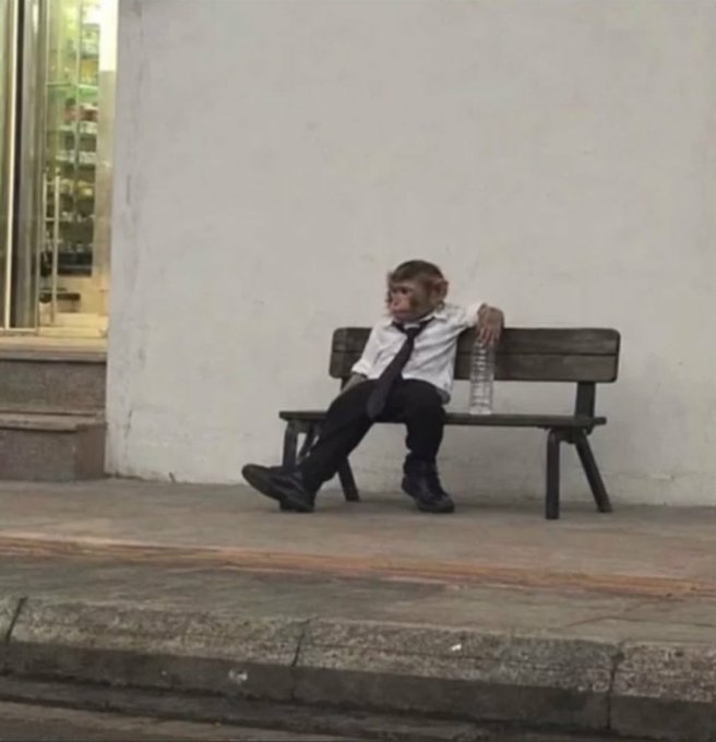 A photo of a monkey dressed in a white shirt, tie, and dark pants, sitting relaxed on a wooden bench holding a water bottle.
