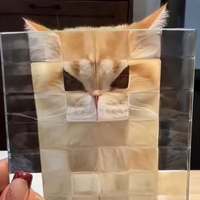 Optical illusion photograph where a light orange cat's face appears perfectly aligned within a grid-patterned square mirror or frame.