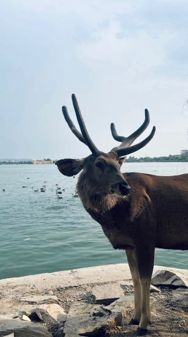 A stag with impressive antlers stands on a rocky shore by the water, gazing toward the camera.

The image of a proud stag fits the laid-back "Happy Sunday" vibe—standing still and unbothered, just like a relaxed day off focused on making commits toward the $BASE TGE badge.