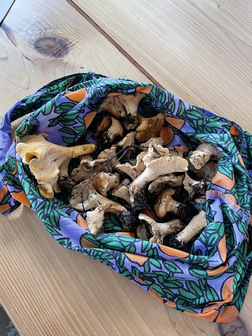 A colorful fabric bag filled with freshly foraged chanterelle mushrooms sits on a wooden surface.