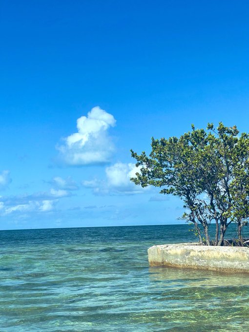 A serene seascape featuring clear turquoise water in the foreground, a small mangrove tree growing from a concrete platform on the right, and a bright blue sky with fluffy white clouds.
