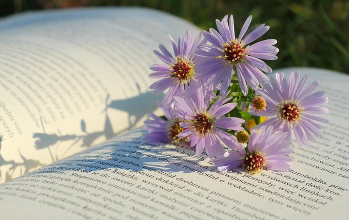 Close-up photograph of a cluster of purple aster flowers resting on the open pages of a book with Polish text, illuminated by warm sunlight.