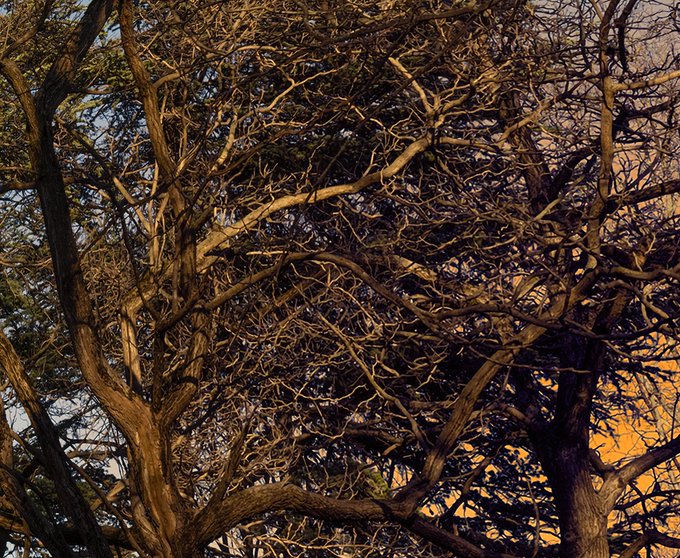 A close-up photograph of bare tree branches illuminated by warm golden hour light against a soft sky.