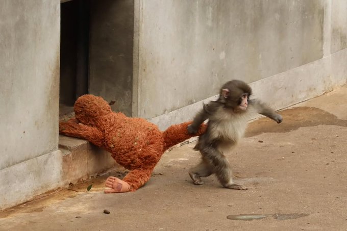 A small monkey drags a brown teddy bear by the arm across a concrete floor, seemingly pulling it through a doorway. The image humorously mirrors the post's rallying cry to "run it back" to all-time highs, as the determined monkey pushes forward despite the heavy load—much like the crypto community pushing the $Punch token back toward its peak.
