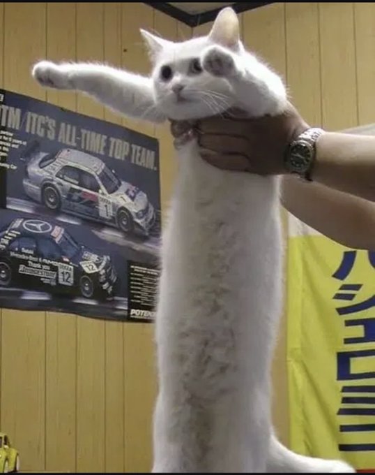 A person holds up a white cat stretched out vertically, with a racing poster behind them reading "IT'S ALL-TIME TOP TEAM" and "HYUNDAI." The image humorously illustrates the post's claim that a cat-themed coin was the first on @UsePaid, predating even $dog.