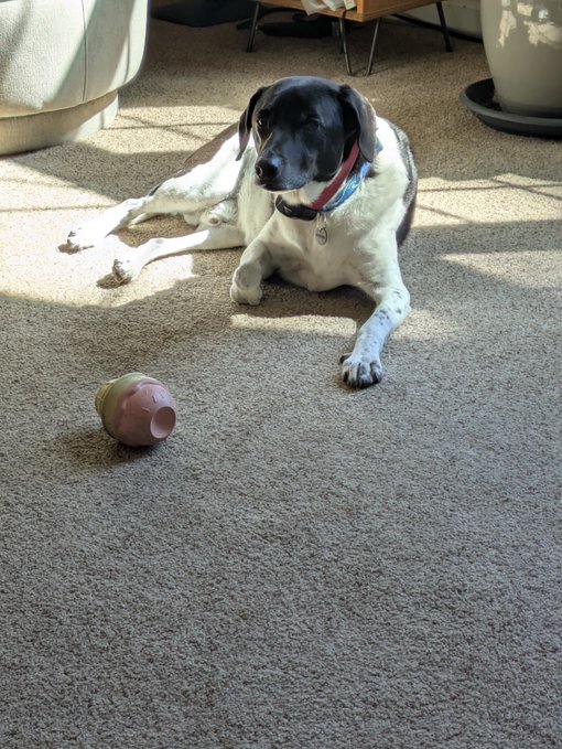A black and white dog with a red collar lies on a carpeted floor, looking at a pink, textured toy in front of it.
