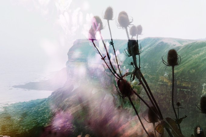 A dreamy double-exposure photograph featuring silhouetted thistle flowers in the foreground overlaid with a landscape of green coastal cliffs meeting the ocean under a misty atmosphere.