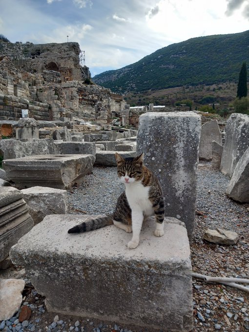 A tabby and white cat sits on an ancient stone block at what appears to be a Roman ruin site, with mountains and an amphitheater-like structure visible in the background.