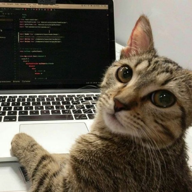 A tabby kitten sitting beside a laptop displaying code in a text editor, looking up at the camera.