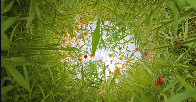 A low-angle view looking up through green grass, dandelions, and small red flowers toward a bright sky.