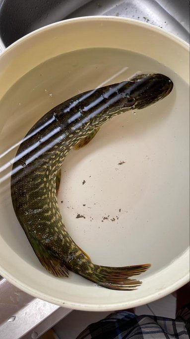 A northern pike or similar predatory fish lies in a white bucket filled with water, viewed from above.