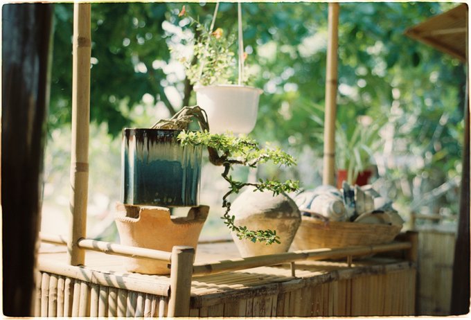 The image features a wooden table with various potted plants placed on top of it, including a bonsai tree. There are also some vases on the table. In the background, there's a bamboo structure that adds an interesting element to the scene. The photo has been edited and posted on social media platforms like Instagram or Twitter, possibly by @quipnetwork.