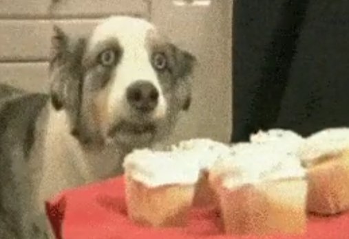 A wide-eyed Australian Shepherd stares intently at cupcakes with white frosting, with no visible text in the image. The dog's anxious, overwhelmed expression mirrors the post's message of "watching the $OFC price" with concern during a turbulent market moment, using humor to convey the stress of holding through a downturn while remaining hopeful that "better days are coming."