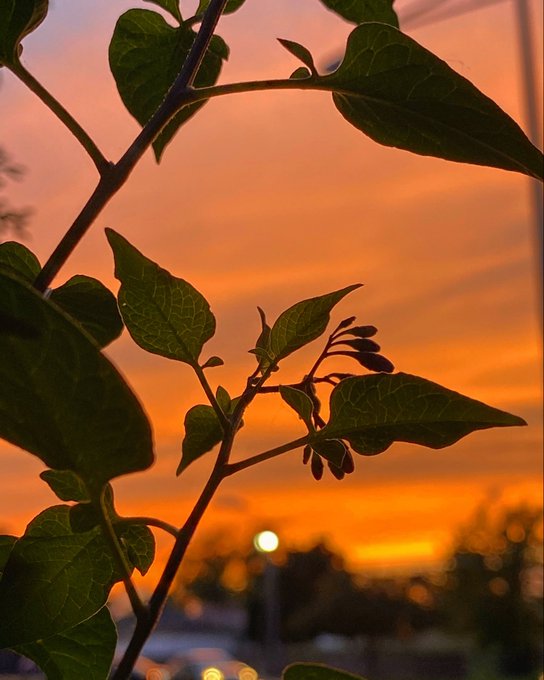 Silhouetted leaves and branches frame a vibrant orange and pink sunset sky, with city lights and a glowing orb visible in the blurred background.