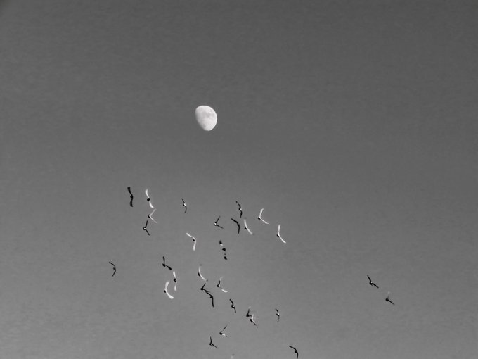 Black-and-white art photograph showing a flock of birds in flight scattered across a dark sky with the moon visible above them.