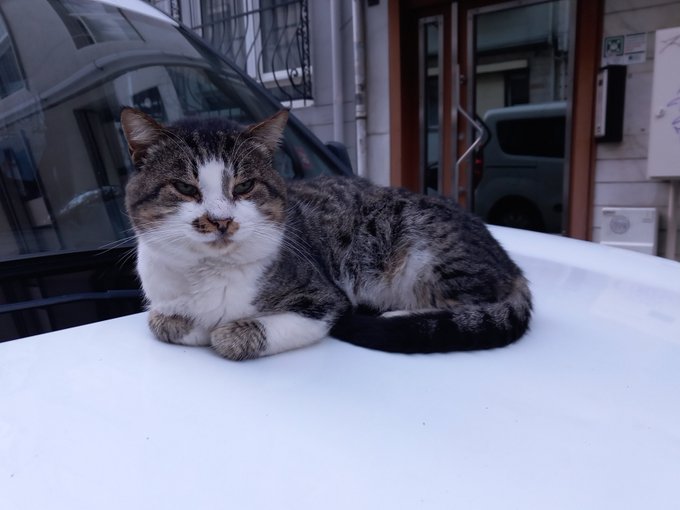 A white and tabby cat with a slightly grumpy expression rests on the white hood of a car, with a building and another vehicle visible in the background.