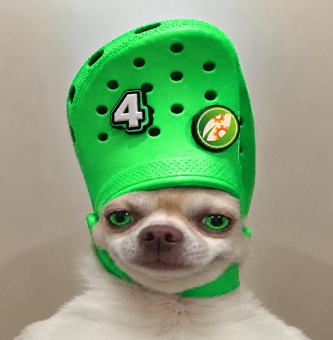 A small white chihuahua wears a green foam hat with the number "4" and a logo featuring "$" symbols, staring directly at the camera with green-tinted eyes. The image playfully illustrates the unpredictable, meme-driven nature of cryptocurrency gains, with the dog's costume serving as a humorous visual metaphor for the wild ride of investing in volatile meme coins like $SUE and $FOMOCAT.