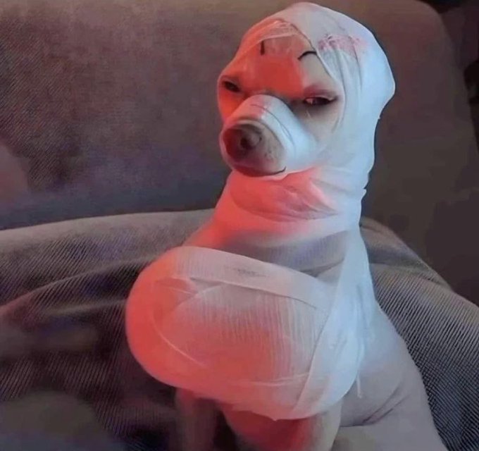 A dog wearing what appears to be a white full-body suit or costume with a translucent hood covering its head, sitting on a couch with red lighting.