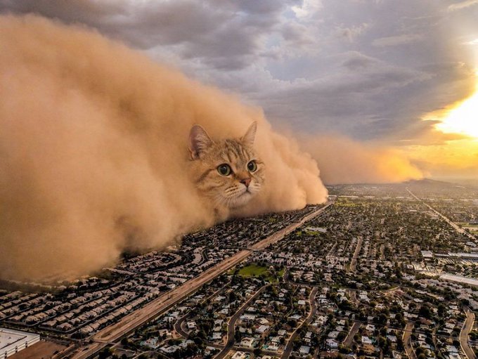 A giant cat's head emerges from a massive dust storm rolling over a sprawling city, humorously illustrating the "cate to 100m then much higher" market post—suggesting volatility or a looming surge as unpredictable and overwhelming as a colossal feline-shaped sandstorm sweeping through an urban landscape.