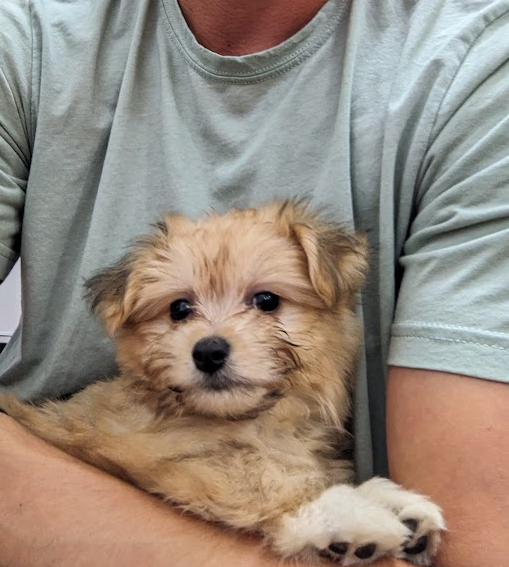A small, fluffy tan and white puppy being held in someone's arms, with the person wearing a light green t-shirt.