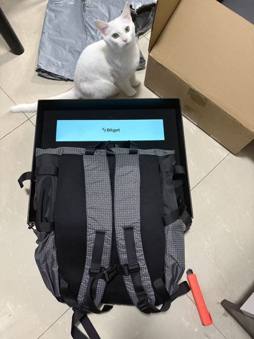 A white cat curiously inspects an open box containing a stylish gray and black backpack with "Bitget" branding, alongside a red trekking pole, matching the post about receiving Bitget's 8th anniversary merchandise—a hiking-ready gift perfect for exploring Chongqing's mountainous terrain.